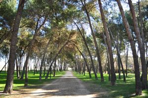 Grin, Pinar El Carraperal