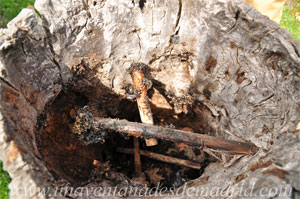 La Hiruela, Interior de una colmena que a�n conserva los viros