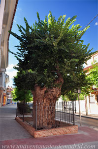 Sevilla la Nueva, Árbol del Cura