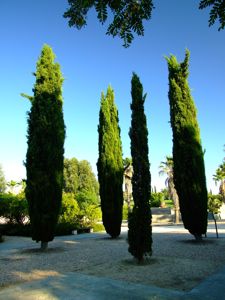 Jardn de las Tres Culturas, Cipreses