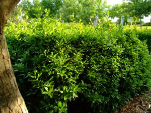 Jardn de las Tres Culturas, Laurel