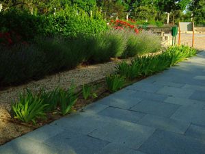 Jardn de las Tres Culturas, Lirio