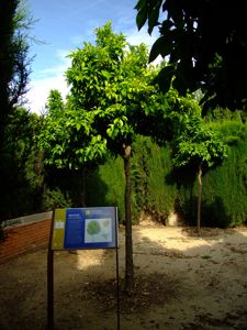 Jardn de las Tres Culturas, Naranjo