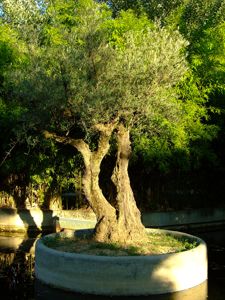 Jardn de las Tres Culturas, Olivo