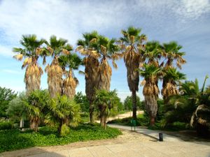 Jardn de las Tres Culturas, Palmeras