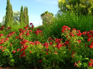 Jardn de las Tres Culturas, Rosa