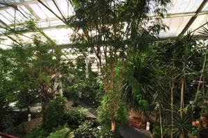 Invernadero de Arganzuela, Zona de Clima Tropical I