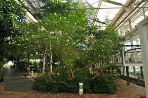 Invernadero de Arganzuela, zona de Clima Tropical II