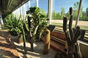 Invernadero de Arganzuela, Plantas de Clima Desrtico