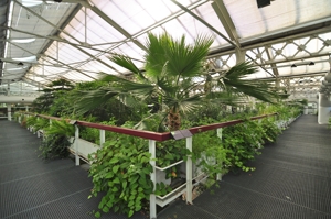 Invernadero de Arganzuela, Plantas de Clima Subtropical