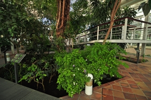 Invernadero de Arganzuela, Plantas de Clima Tropical I