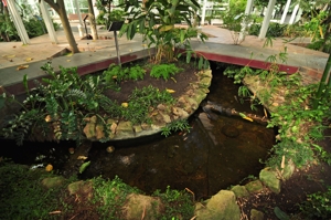 Invernadero de Arganzuela, Plantas de clima Tropical II