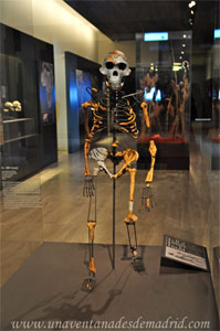 Museo Arqueológico Nacional, Australopithecus Afarensis