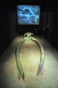 Museo de San Isidro. Los orígenes de Madrid, Defensas de elefante del Pleistoceno Medio