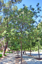 Huerto del Francés en el Retiro, Mimosa (Acacia dealbata)