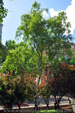 Retiro, Abedul (Betula pendula)