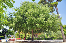 Retiro, Almez (Celtis australis)