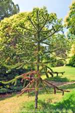Retiro, Araucaria (Araucaria araucana)