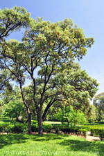 Retiro, Encina (Quercus ilex)