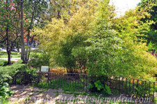 Retiro, Haya (Fagus sylvatica)