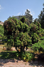 Retiro, Podocarpo (Podocarpus neriifolius)