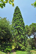 Retiro, Secuoya gigante (Sequoiadendron giganteum)