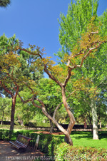 Jardines de la Rosaleda en El Retiro, rbol de Jpiter (Lagerstroemia indica)