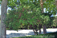 Jardines de la Rosaleda en El Retiro, Cefalotejo (Cephalotaxus harringtonia)