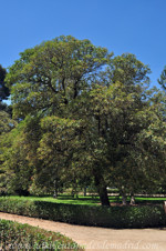 Jardines de la Rosaleda en El Retiro, Fotinia (Photinea serrulata)