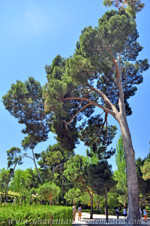 Jardines de la Rosaleda en El Retiro, Pino Carrasco (Pinus halepensis)
