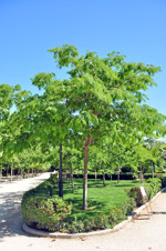Acacia de Constantinopla (Albizia julibrissin)