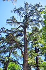 Cedro del Atlas (Cedrus atlantica)