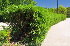 Durillo (Viburnum tinus)