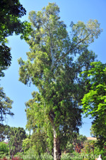 Eucalipto rojo (Eucalyptus camaldulensis)