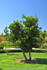 Madroo (Arbutus unedo)