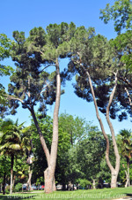 Pino pionero (Pinus pinea)