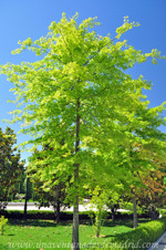 Roble de los Pantanos (Quercus palustris)