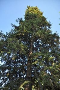 Senda botnica del Retiro nmero cinco, Copa del abeto de Masjoan (Abies x masjoanii)