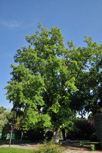 Senda botnica del Retiro nmero cinco, Arce plateado (Acer saccharinum)