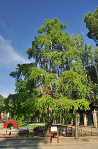 Senda botnica del Retiro nmero cinco, Ciprs de los pantanos (Taxodium distichum)