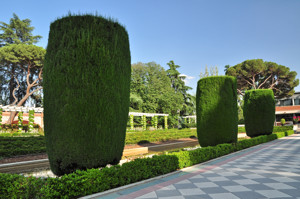 Senda botnica del Retiro nmero cinco, Ciprs de Monterrey (Cupressus macrocarpa)