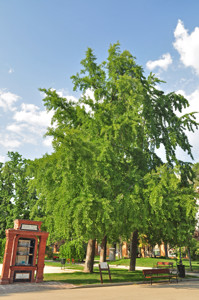 Senda botnica del Retiro nmero cinco, Ginkgo (Ginkgo biloba)