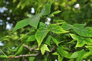 Senda botnica del Retiro nmero cinco, Hojas de Liquidmbar (Liquidambar styraciflua)