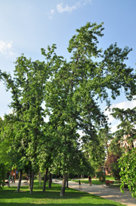 Senda botnica del Retiro nmero cinco, Liquidmbar (Liquidambar styraciflua)