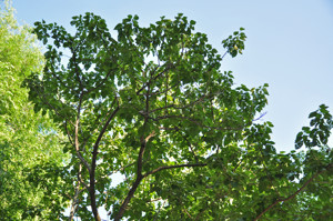 Senda botnica del Retiro nmero cinco, Copa de Paulonia (Poulownia tomentosa)