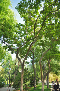 Senda botnica del Retiro nmero cinco, Paulonia (Poulownia tomentosa)