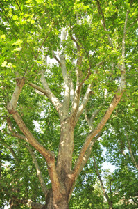 Senda botnica del Retiro nmero cinco, Ramas del Pltano de sombra (Platanus orientalis)