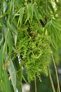 Senda botnica del Retiro nmero cinco, Hojas del Sauce llorn (Salix babilonica)