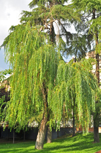 Senda botnica del Retiro nmero cinco, Sauce llorn (Salix babilonica)