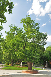 Senda botnica del Retiro nmero cinco, Sfora de Japn (Sophora japonica)